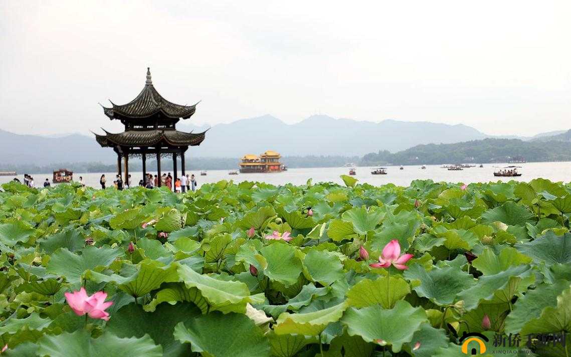 亭亭玉立人间四月天八戒：美丽的存在