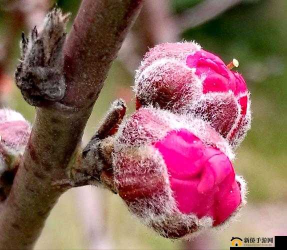 含苞欲放的桃花那是春天的嘴唇吧:春之吻痕