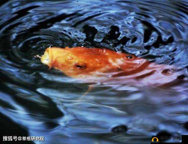鲤鱼吸水:难忘的自然奇观
