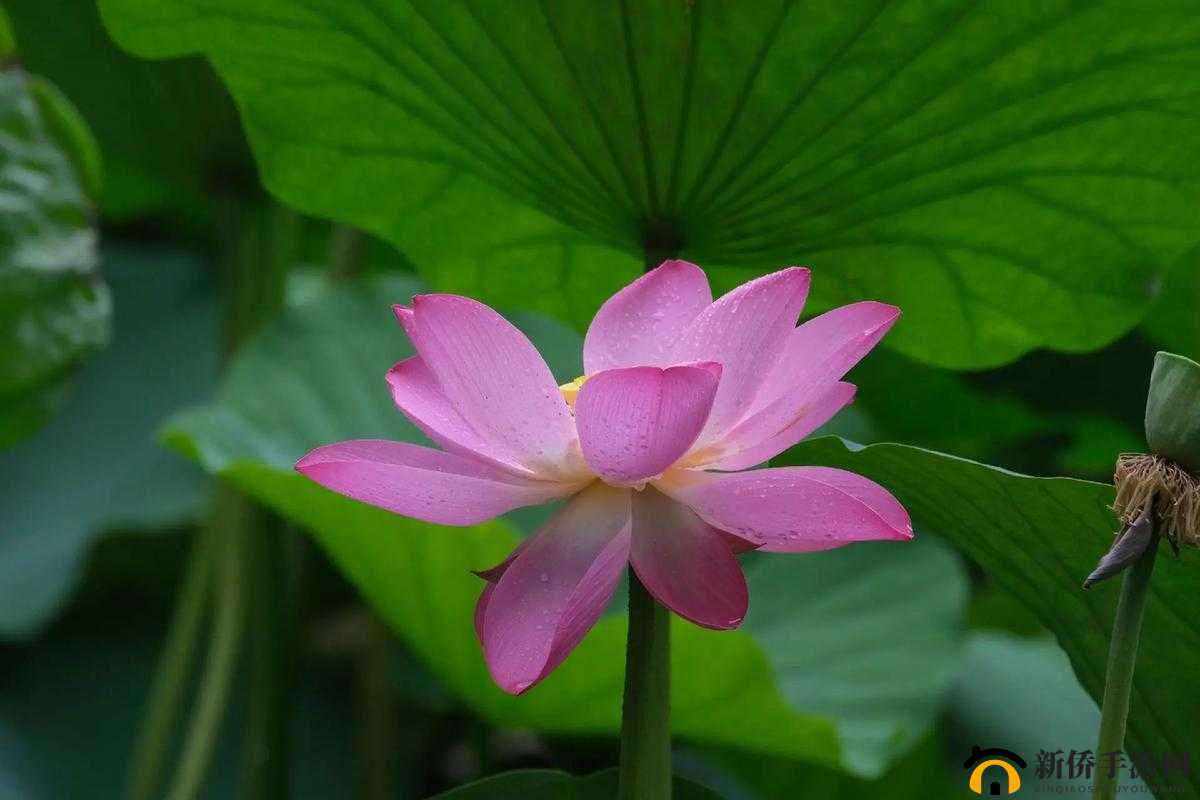 女性半夜莲花开放的治疗方法:探索有效治疗途径
