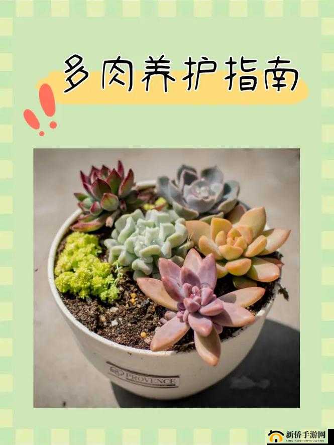 皇家共享小公主多肉怎么养:实用技巧大揭秘