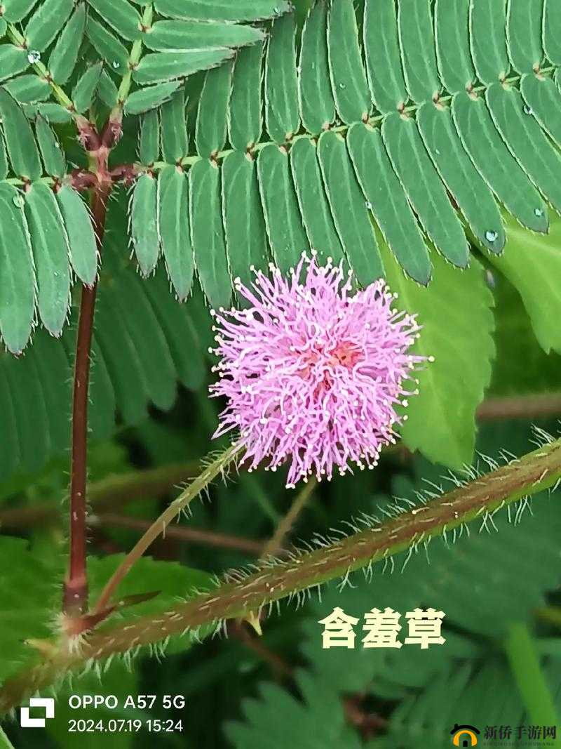 含羞草品种盘点：盘点含羞草四大品种