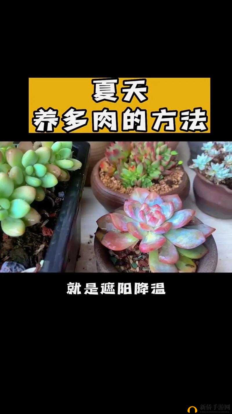 存活的方法是挨CNP免费阅读:深度解析
