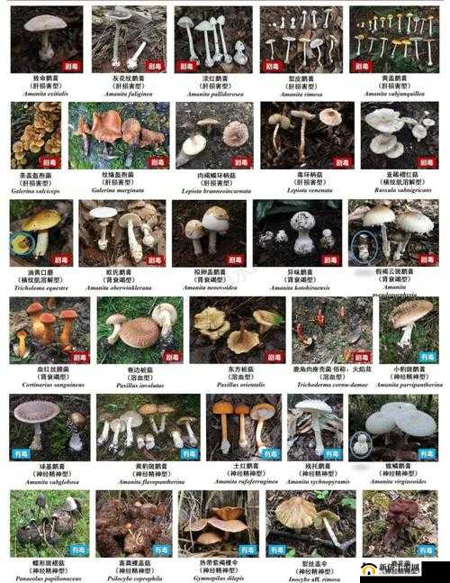 人渣毒蘑菇鉴别宝典:全方位解读SCUM毒蘑菇大全及其风险特征