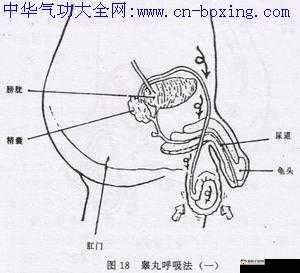 道家固精功法:交而不泄的训练方法详解