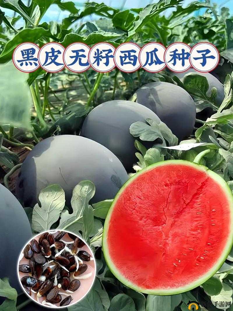 九一吃瓜：最新鲜的资讯等你来