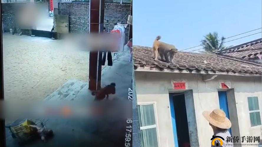 两人盖被生猴子：现代爱情的奇妙冒险