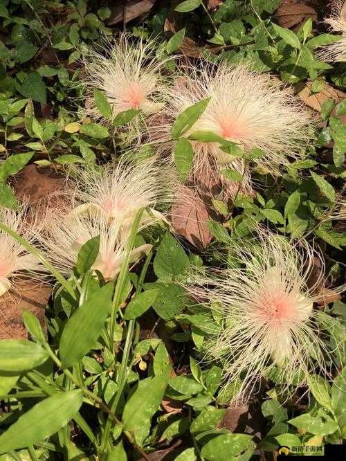 忘忧草日本www土豆:神奇的植物世界