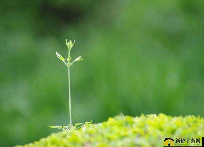 小草永久发 18 禁地布地扯:一片生机勃勃的绿色世界