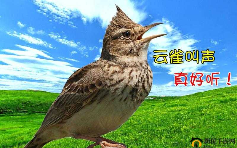 跨越星途,云雀如何转职?云雀最佳职业推荐