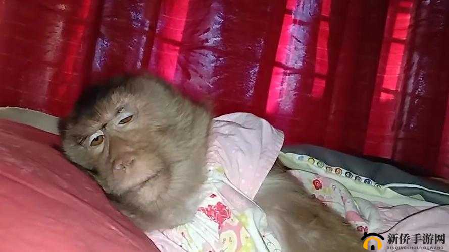 二人生猴子全程不盖被子图片全览
