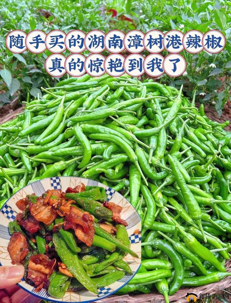大香区煮伊区 2024 小辣椒:美味与激情的完美融合