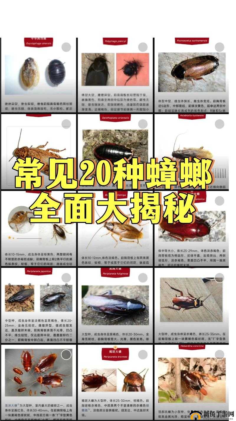 雷霆英雄闪退跳出问题全攻略：多种有效解决方法大揭秘