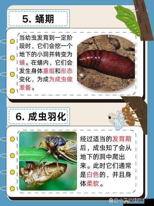 明日之后幼虫卵的神秘作用揭晓:未知潜力待发掘
