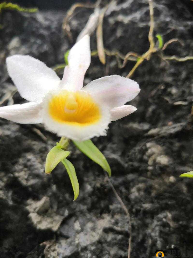 野花视频中文免费观看:邂逅自然之美