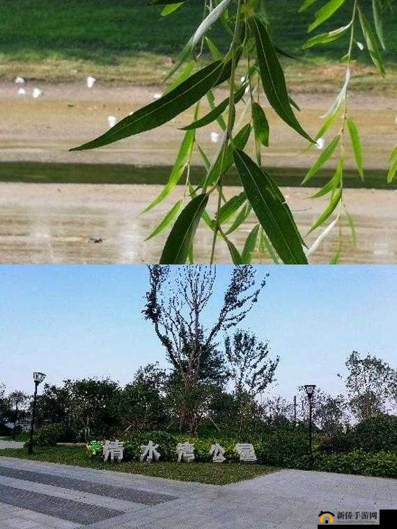 公憩止痒:公园中的片刻宁静与舒适