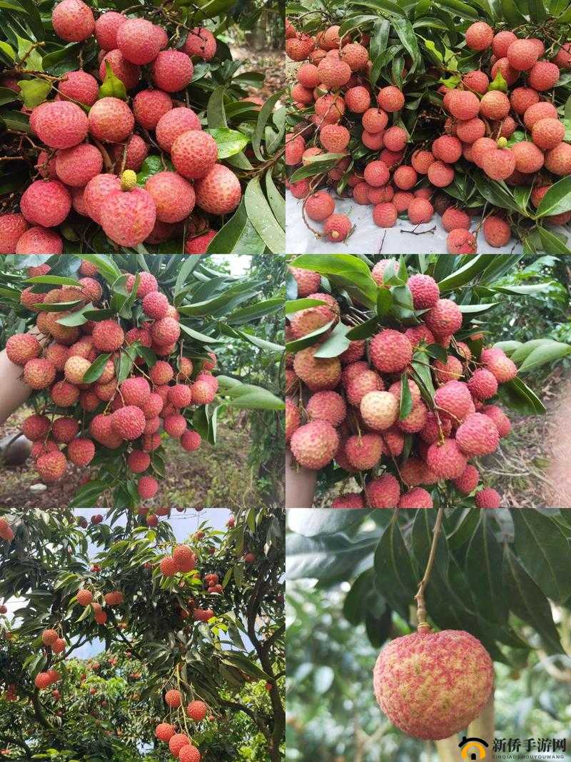 荔枝视频在线观看免费播放:精彩内容等你