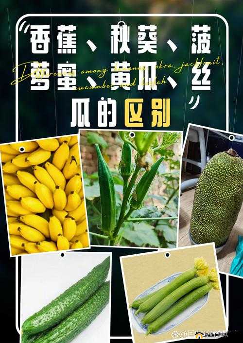 草莓菠萝黄瓜榴莲秋葵大全之美味集合