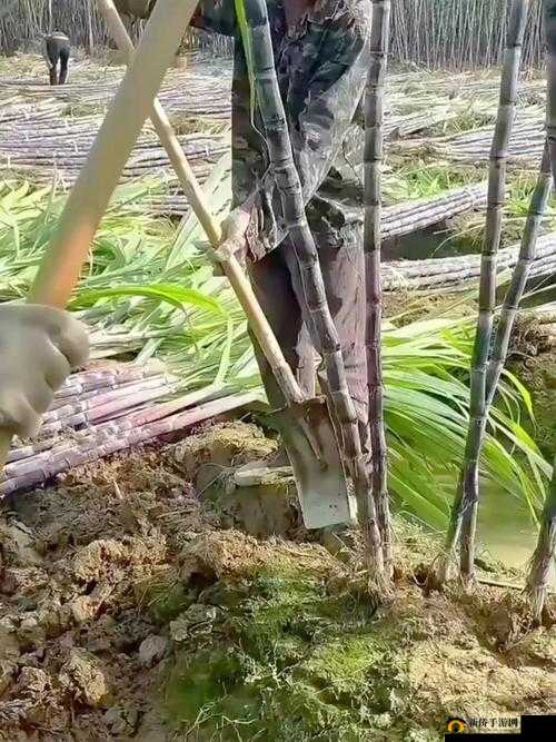 半自动甘蔗收割新手入门教程