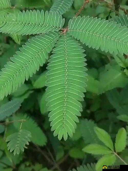 含羞草打扑克:痛并快乐着