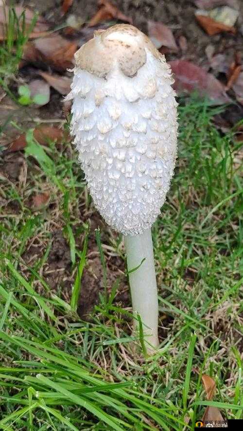 爷爷的大蘑菇:童年记忆里的温暖陪伴