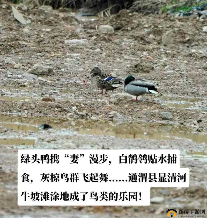 星绿头鸭之道:高效捕猎方法详解