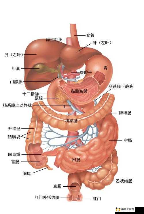 探索人体奥秘：天天人体网呈现