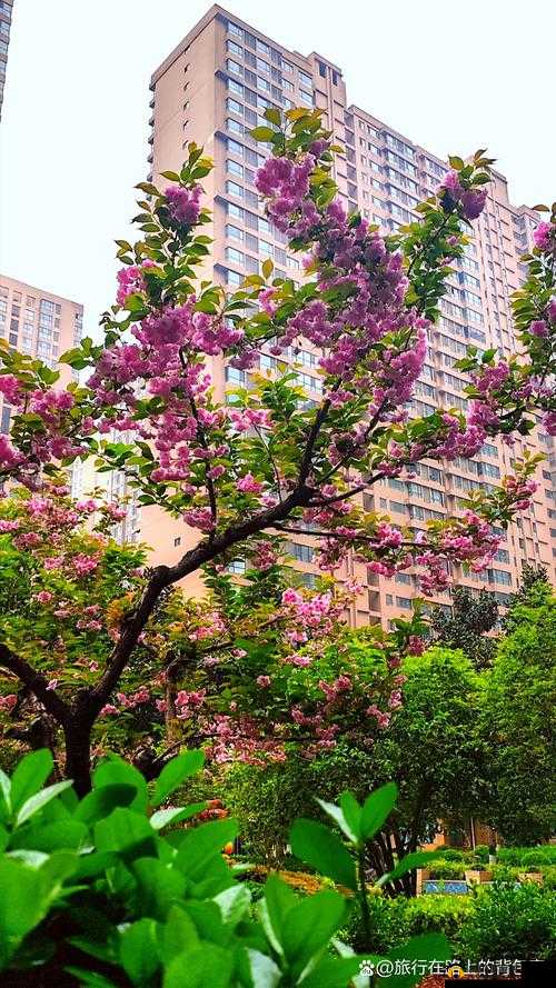都市激情校园春色：青春的绚烂绽放