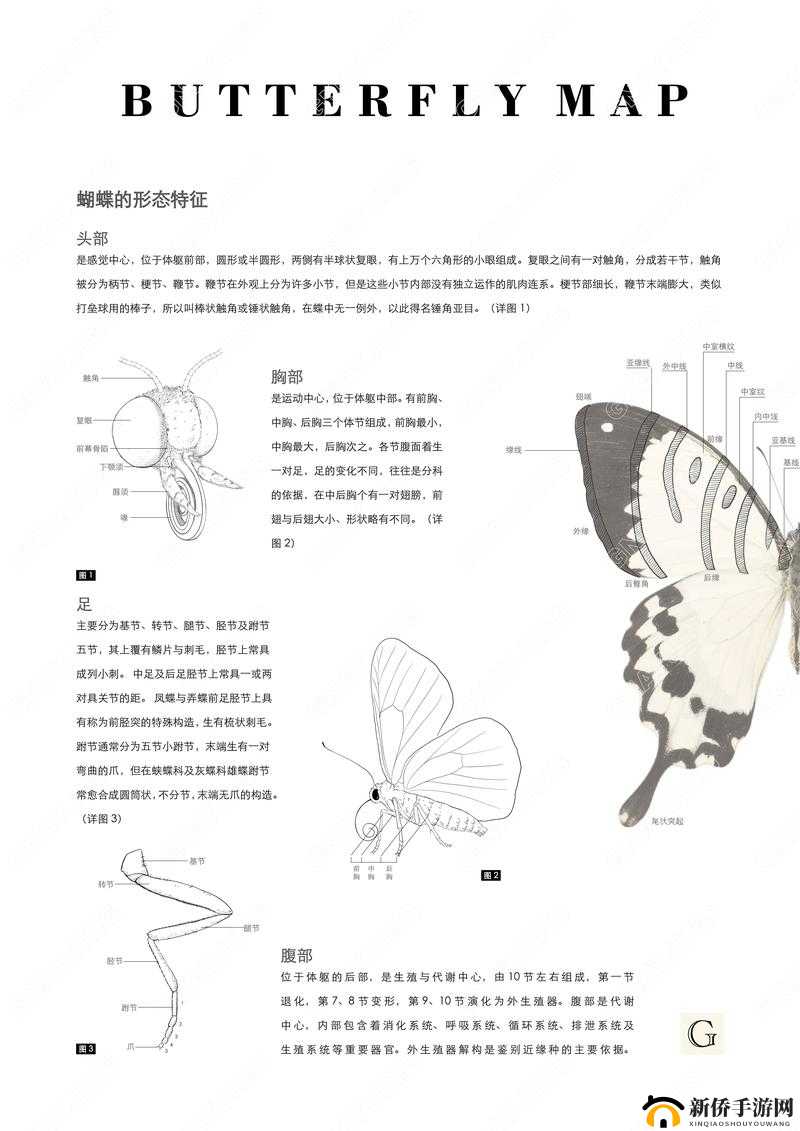 图示蝴蝶:探索未知的奥秘