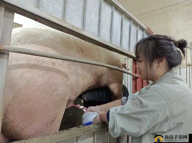 少妇与公猪交视频:震撼刺激的另类画面