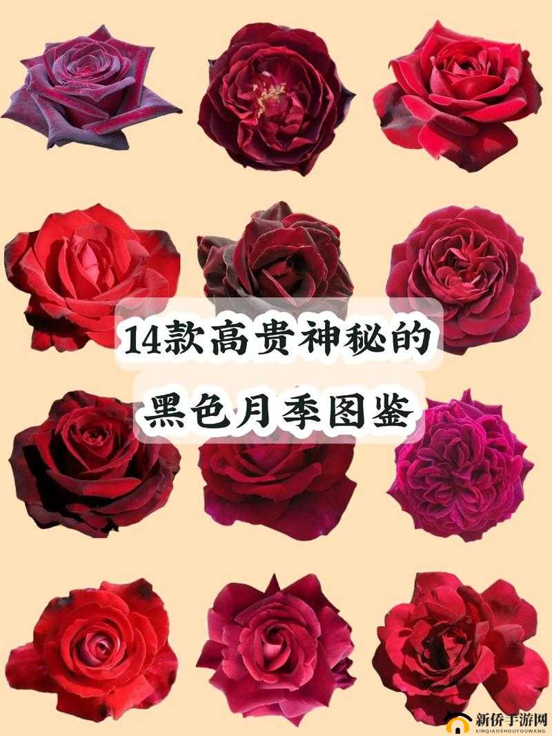 饥荒蜘蛛卵的神秘用途及图鉴详解:蜘蛛卵的实用价值与孵化指南