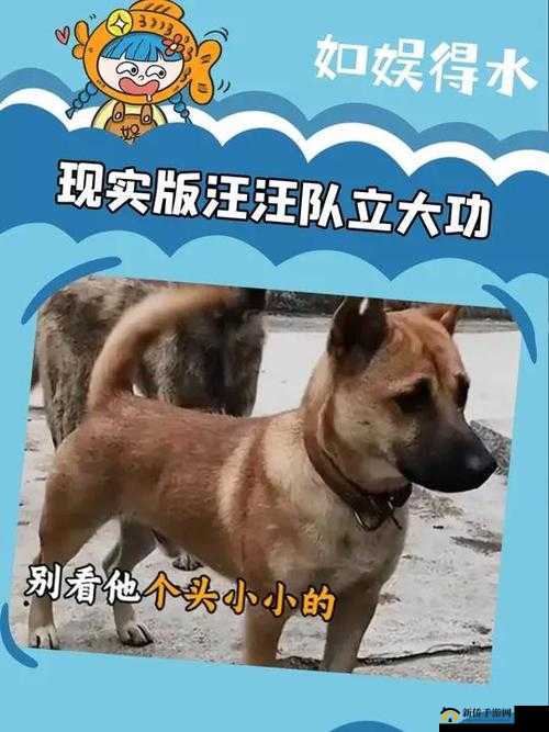 小狗爬过来叫主人:萌宠的忠诚呼唤