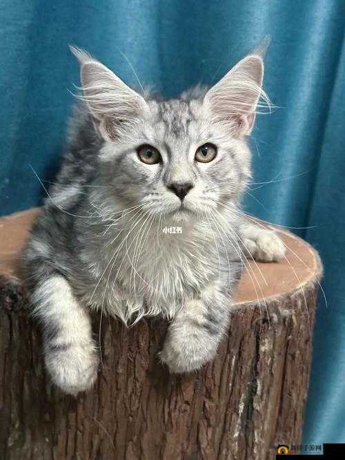 麻豆白虎：一只与众不同的猫