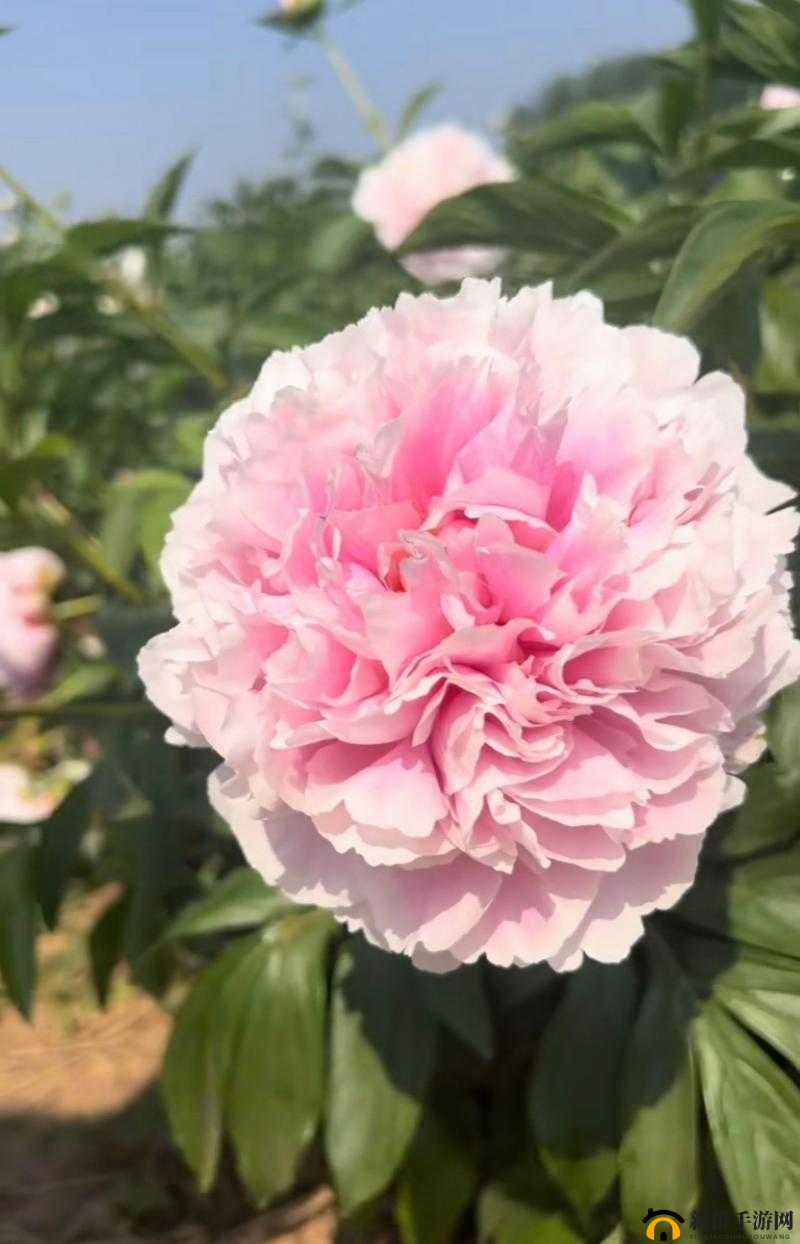 香软玉滑 LVL 芍药笔趣阁：视觉盛宴等你来