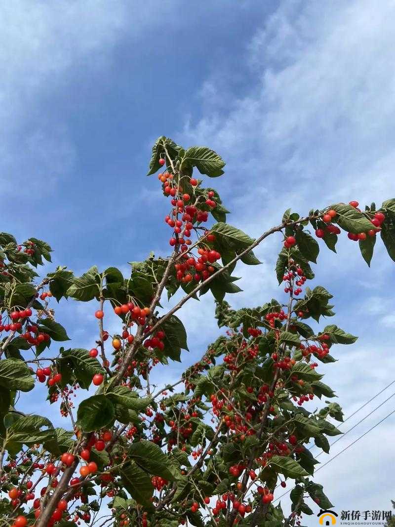 野花视频手机免费观看完整直播,畅享精彩无极限