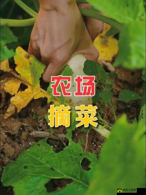 我的二人世界拔萝卜体验:远离喧嚣的田园之乐