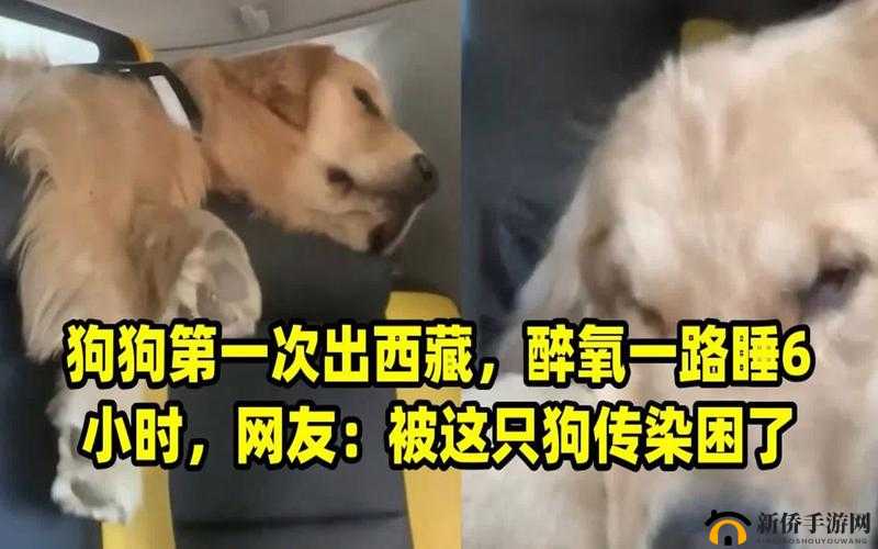 一人一狗卡住 6 小时是否要紧