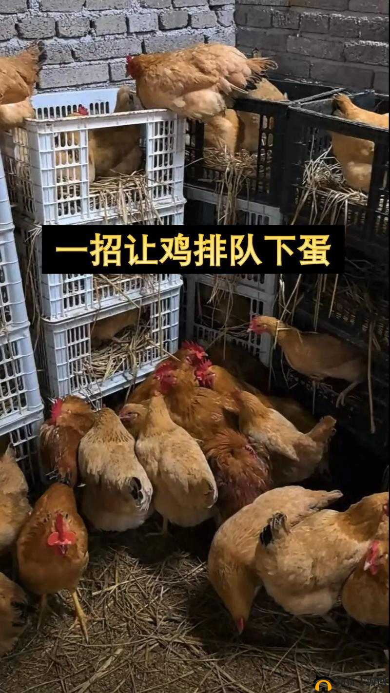 怎么让自己的鸡变大变长:科学方法探索