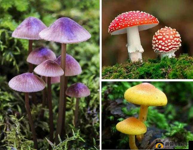 蘑菇铯网:独特色彩世界等你来探索