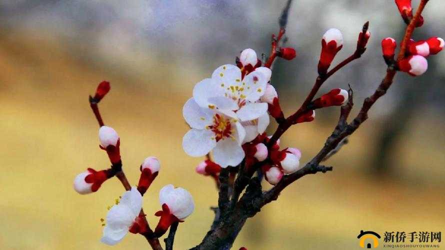 全民农场杏花详解:用途与获取攻略——探寻杏花种植之路的秘籍