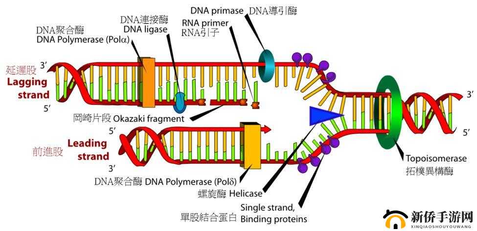 RNA 与 DNA 杂交过程的奥秘探索