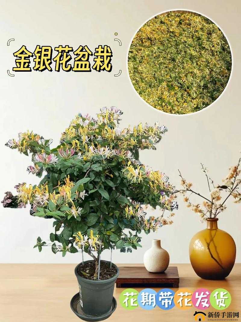 多肉小镇金银花:探索其独特魅力与无限发展可能