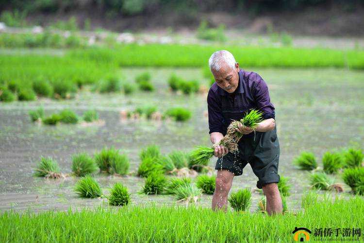 夫妻插秧 100 种方法图片大全:展现传统农耕的独特魅力