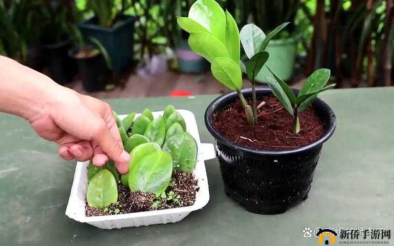 欧式 72 种扦插法的注意事项完成优化上线:助力植物繁殖新突破