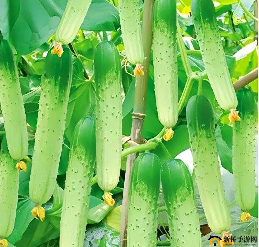 榴莲秋葵向日葵丝瓜黄瓜:美味蔬果与独特植物的奇妙组合