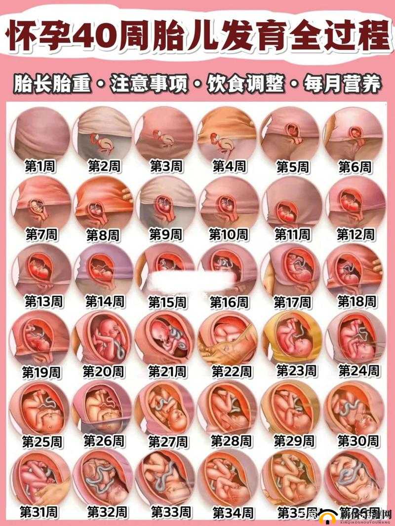 产子岛每周怀孕生育 7 次:惊人现象背后的秘密与影响