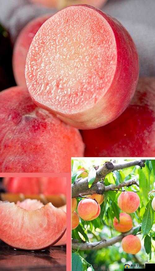 水蜜桃网站免费：带来新鲜甜蜜的水果资讯