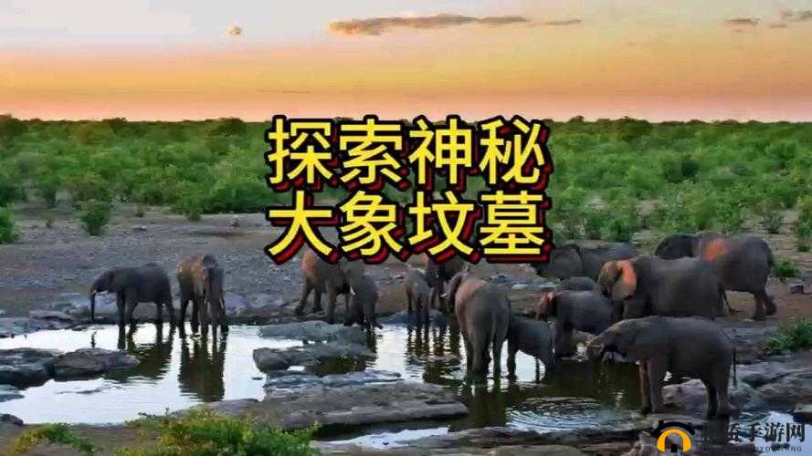 伊春园 2024 入口直达大象：探寻神秘的大象世界