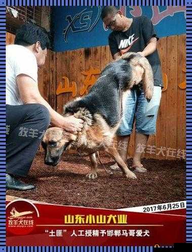 狗配人怎样配：探寻动物与人类之间的特殊关联