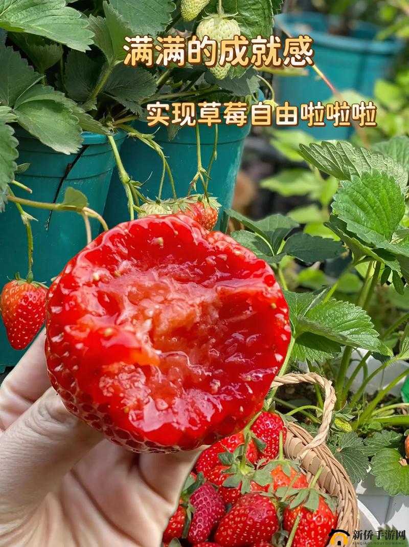 草莓视频福利院:独特视频内容的精彩汇聚地